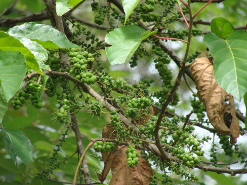 Alchornea latifolia, photograph 6