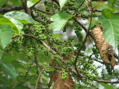 Alchornea latifolia, photograph (c) Alexis López Hernández, some rights reserved (CC BY)