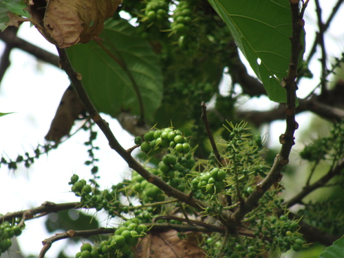 Alchornea latifolia, photograph 4
