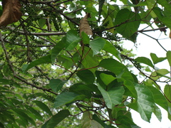 Alchornea latifolia, photograph (c) Alexis López Hernández, some rights reserved (CC BY)