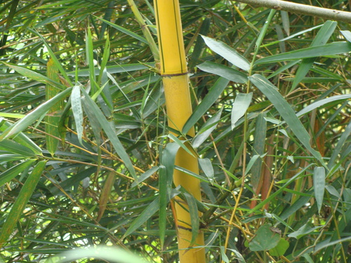 Bambusa vulgaris, photograph 4