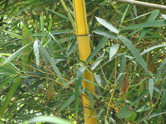 Bambusa vulgaris, photograph (c) Alexis López Hernández, some rights reserved (CC BY)