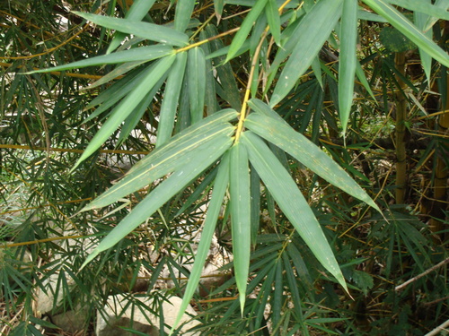 Bambusa vulgaris, photograph 6