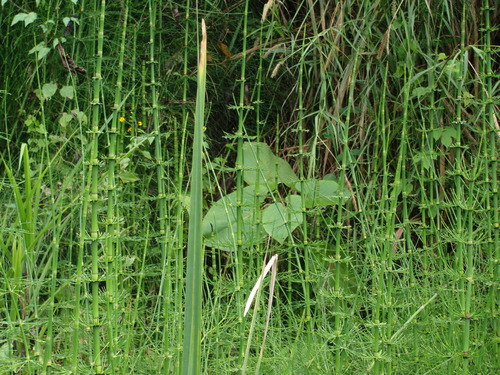 Equisetum myriochaetum, photograph 3