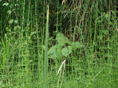 (c) Alexis López Hernández, some rights reserved (CC BY) Equisetum myriochaetum, photograph (c) Alexis López Hernández, some rights reserved (CC BY)