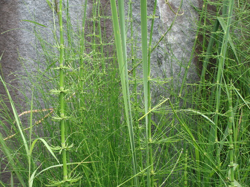 Equisetum myriochaetum, photograph 4