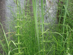 (c) Alexis López Hernández, some rights reserved (CC BY) Equisetum myriochaetum, photograph (c) Alexis López Hernández, some rights reserved (CC BY)