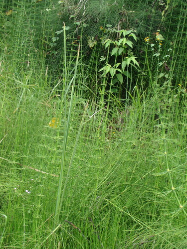 Equisetum myriochaetum, photograph 6