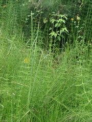 Equisetum myriochaetum, photograph (c) Alexis López Hernández, some rights reserved (CC BY)