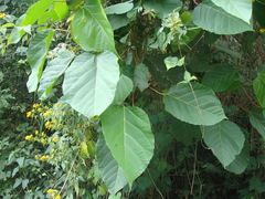 Alchornea latifolia