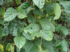 Alchornea latifolia, photograph (c) Alexis López Hernández, some rights reserved (CC BY)