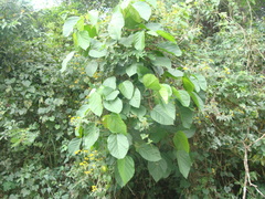 Alchornea latifolia, photograph (c) Alexis López Hernández, some rights reserved (CC BY)