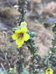 Verbascum boerhavii, photograph (c) Yokki, some rights reserved (CC BY)