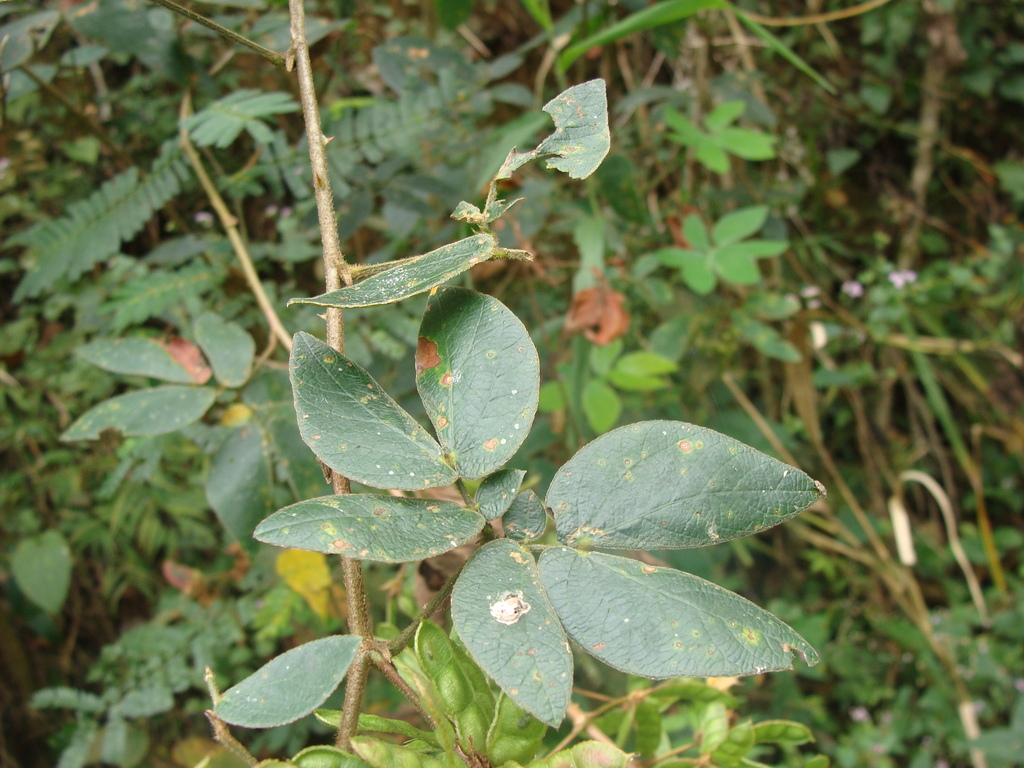 Mimosa albida; photograph (c) Alexis López Hernández, some rights reserved (CC BY)