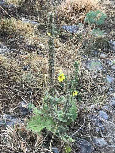 Verbascum boerhavii, photograph 3