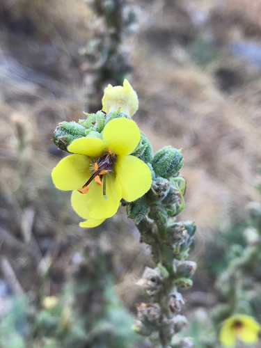 Verbascum boerhavii