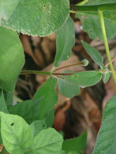 Kohleria spicata, photograph 4