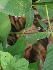 Kohleria spicata, photograph (c) Alexis López Hernández, some rights reserved (CC BY)