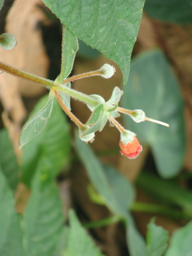 Kohleria spicata, photograph 3