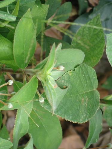 Kohleria spicata, photograph 5