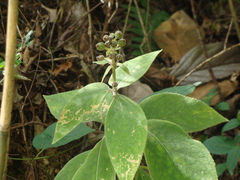 Kohleria spicata