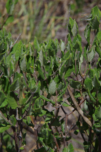 Image of Mandevilla lanuginosa by (c) Eric Knight, some rights reserved (CC BY)
