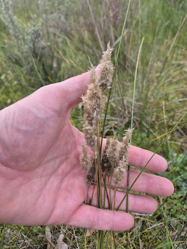 Enneapogon nigricans, 2026-08-05