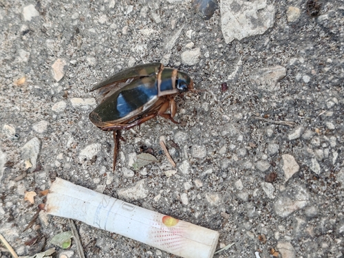 Dytiscus marginalis marginalis