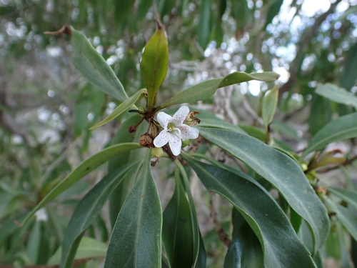 Myoporum sandwicense observed 2026-08-04