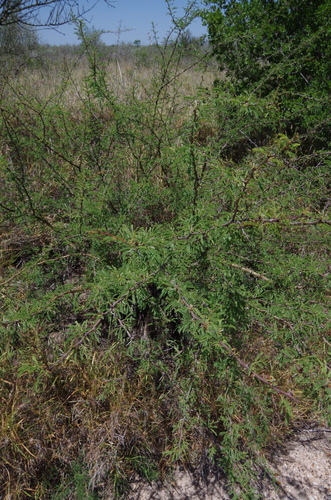 Image of Vachellia bravoensis by (c) Eric Knight, some rights reserved (CC BY)