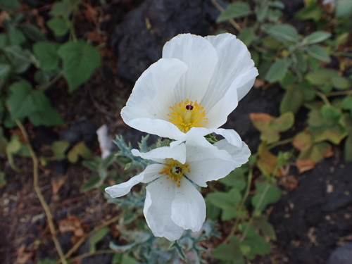 Argemone glauca observed 2026-08-04