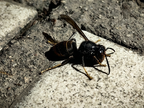 Yellow-legged Hornet
