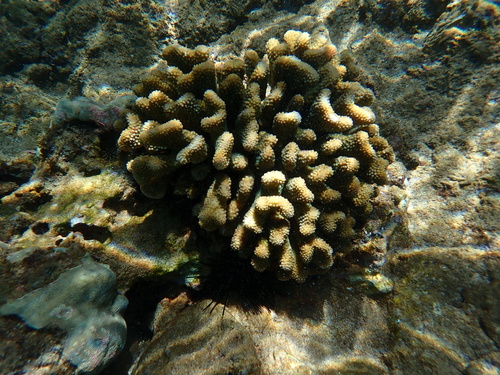 Pocillopora grandis observed 2026-08-02