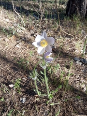 Pulsatilla patens