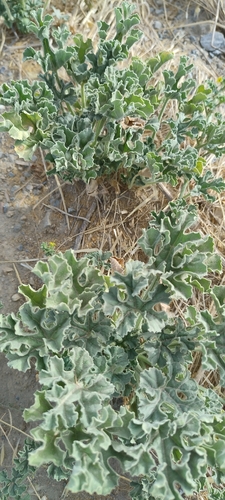 paddy melon