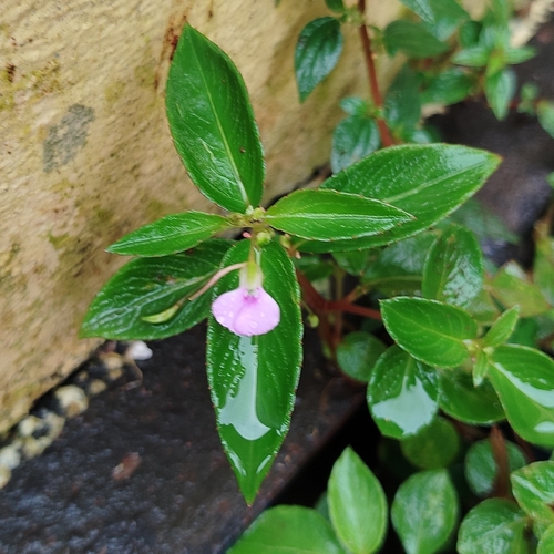 Lesser Balsam