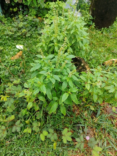 Sweet basil