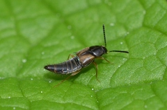Oxypoda acuminata