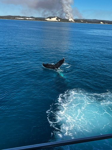 Humpback Whale