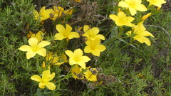 Linum campanulatum