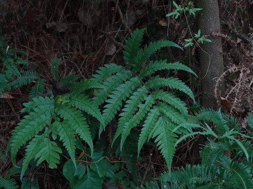 Japanese Chain Fern