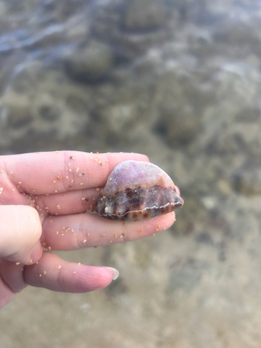 Cypraea maculifera observed 2026-07-13