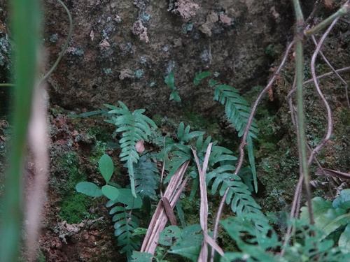 Pteris dispar
