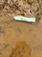 Anaxyrus fowleri