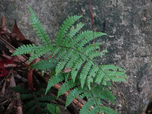Japanese lady fern
