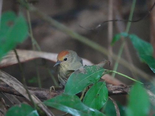 Rufous-capped Babbler