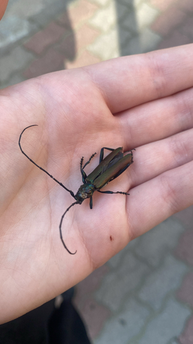 Musk beetle