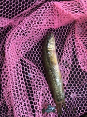 Umbra pygmaea