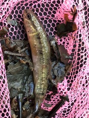 Umbra pygmaea