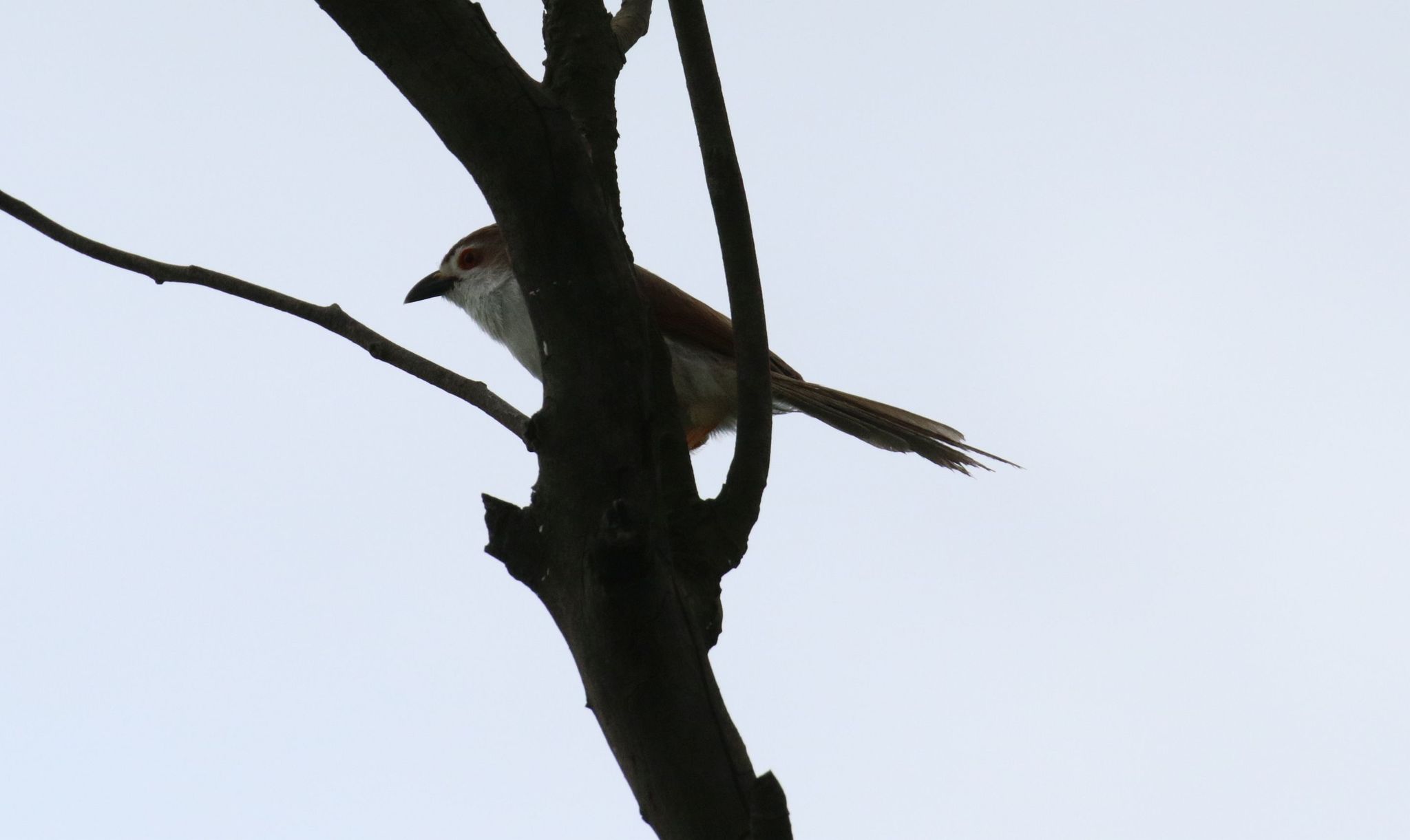 Yellow-eyed Babbler